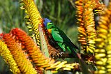 Rainbow Lorikeet 102